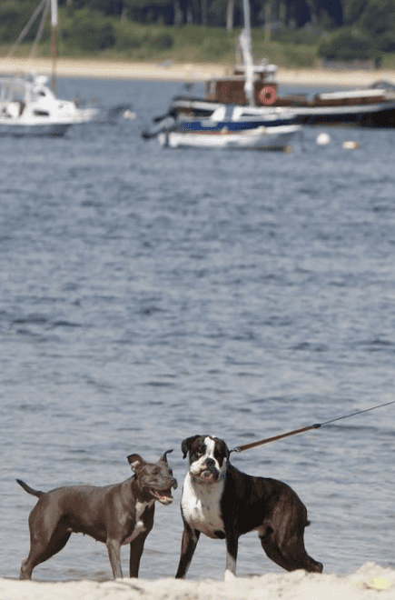 plages pour chiens Pontevedra