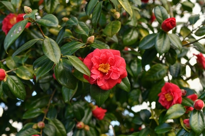 Embárcate en la Ruta de las Camelias en Galicia: Un Viaje Floral Inolvidable