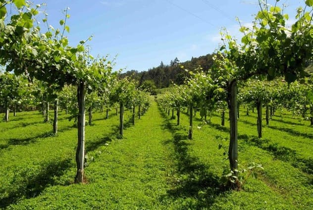 Vinho Verde do Porto