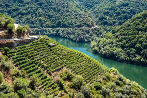 Ribeira Sacra desde Santiago