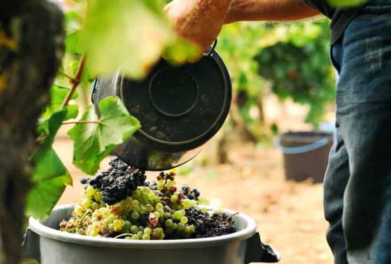 Los diferentes tipos de Vinho Verde