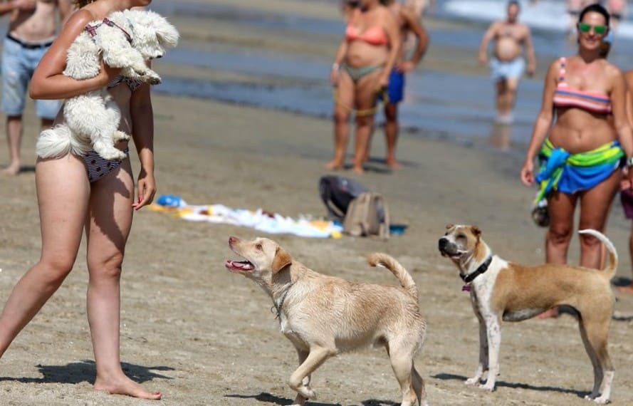 quelle plage en Galice avec son chien