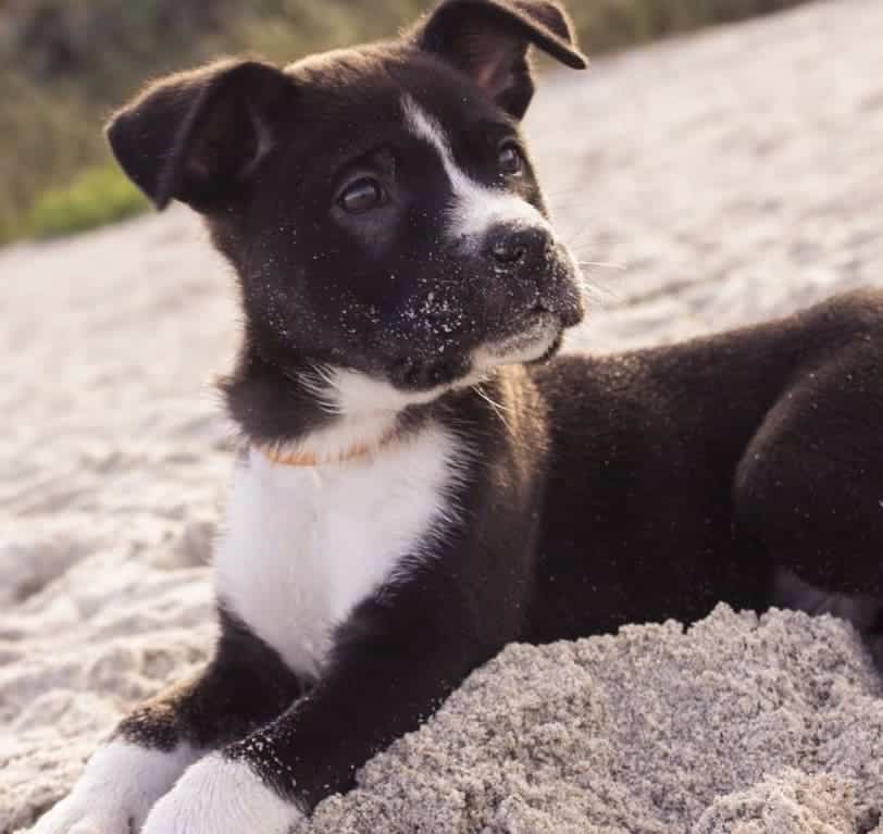plages pour chiens en Galice