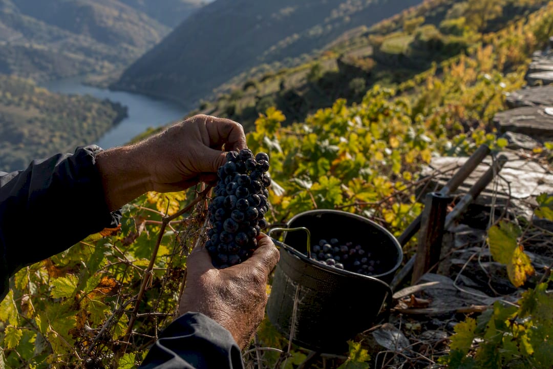 Cosecha manual de uvas en terrazas de viñedos