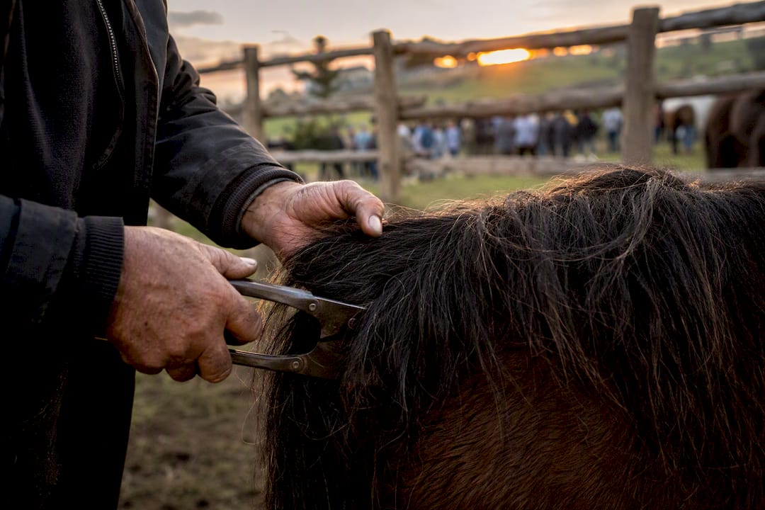Manos esquilando un caballo durante una fiesta rural gallega