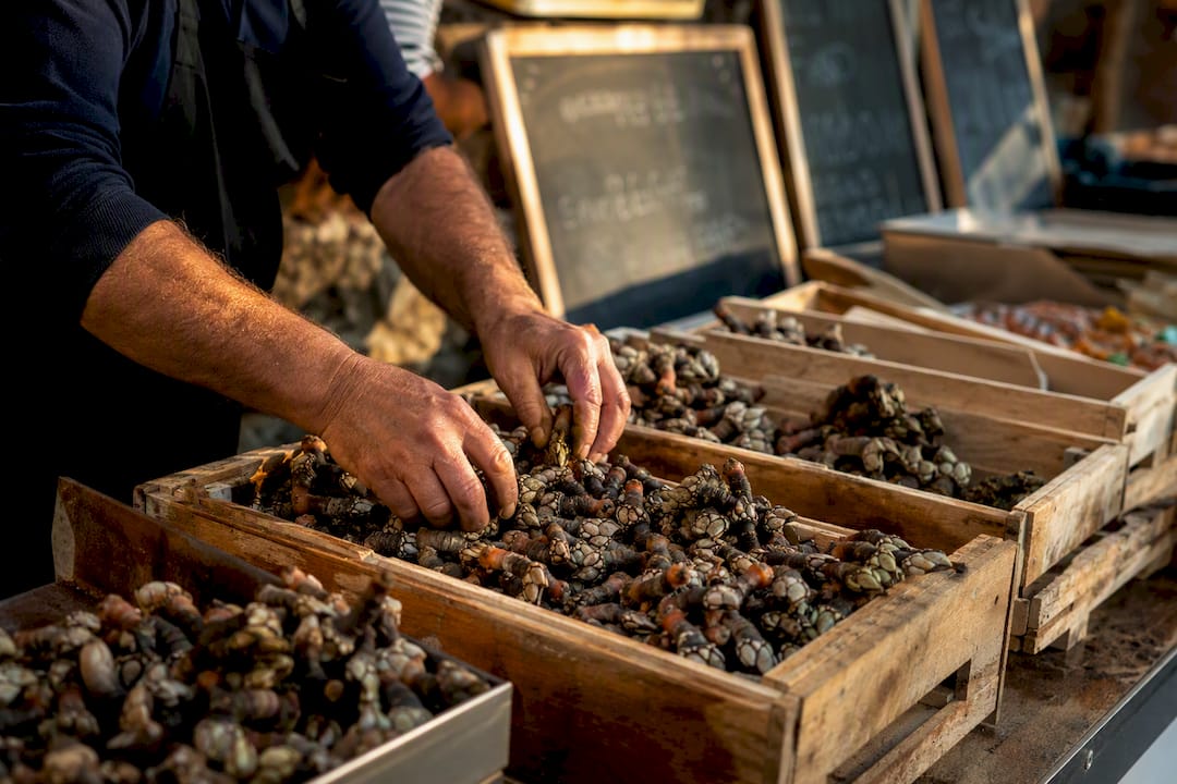 Percebes frescos en el puesto de mariscos de la fiesta gallega