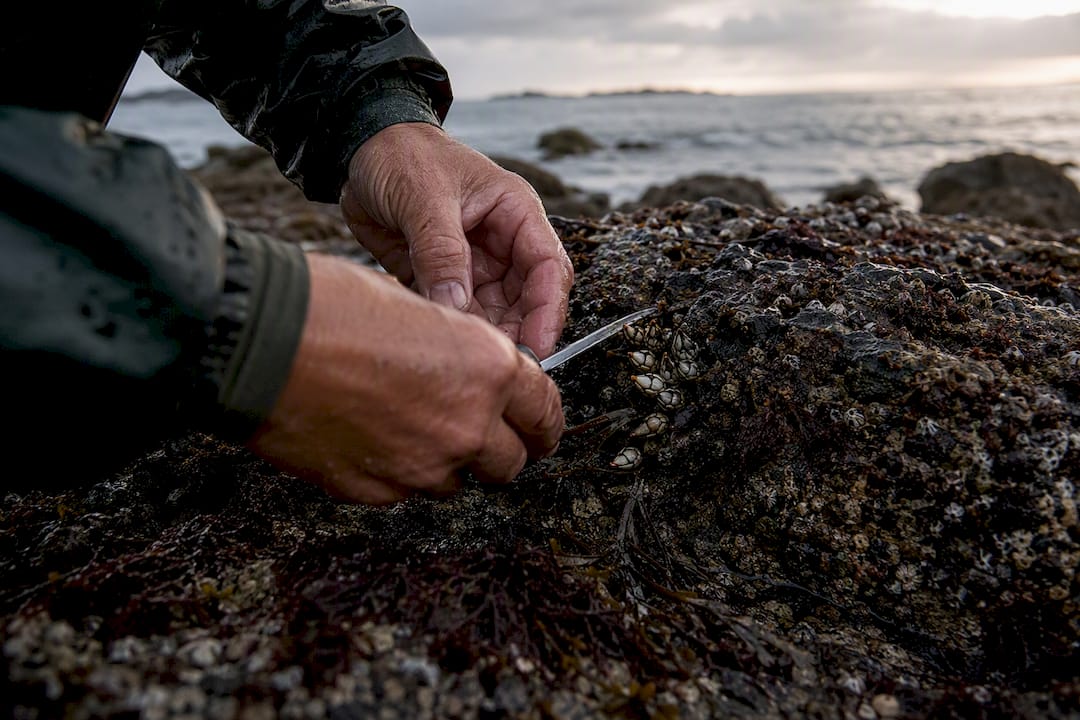 Manos recogiendo percebes en la costa rocosa de Galicia