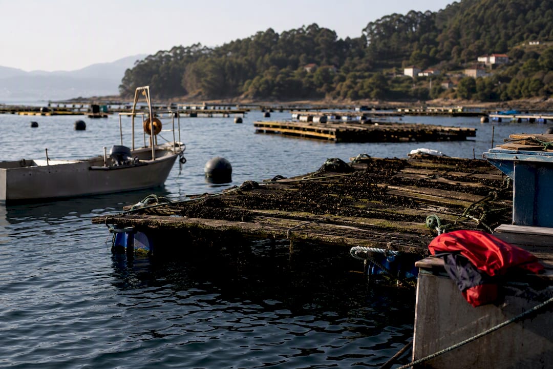 Parrillas de mejillones en las Rías Baixas