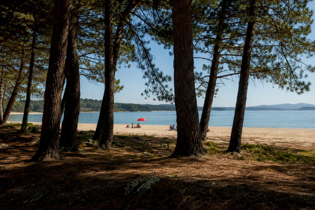 Pinar junto a la playa de A Magdalena