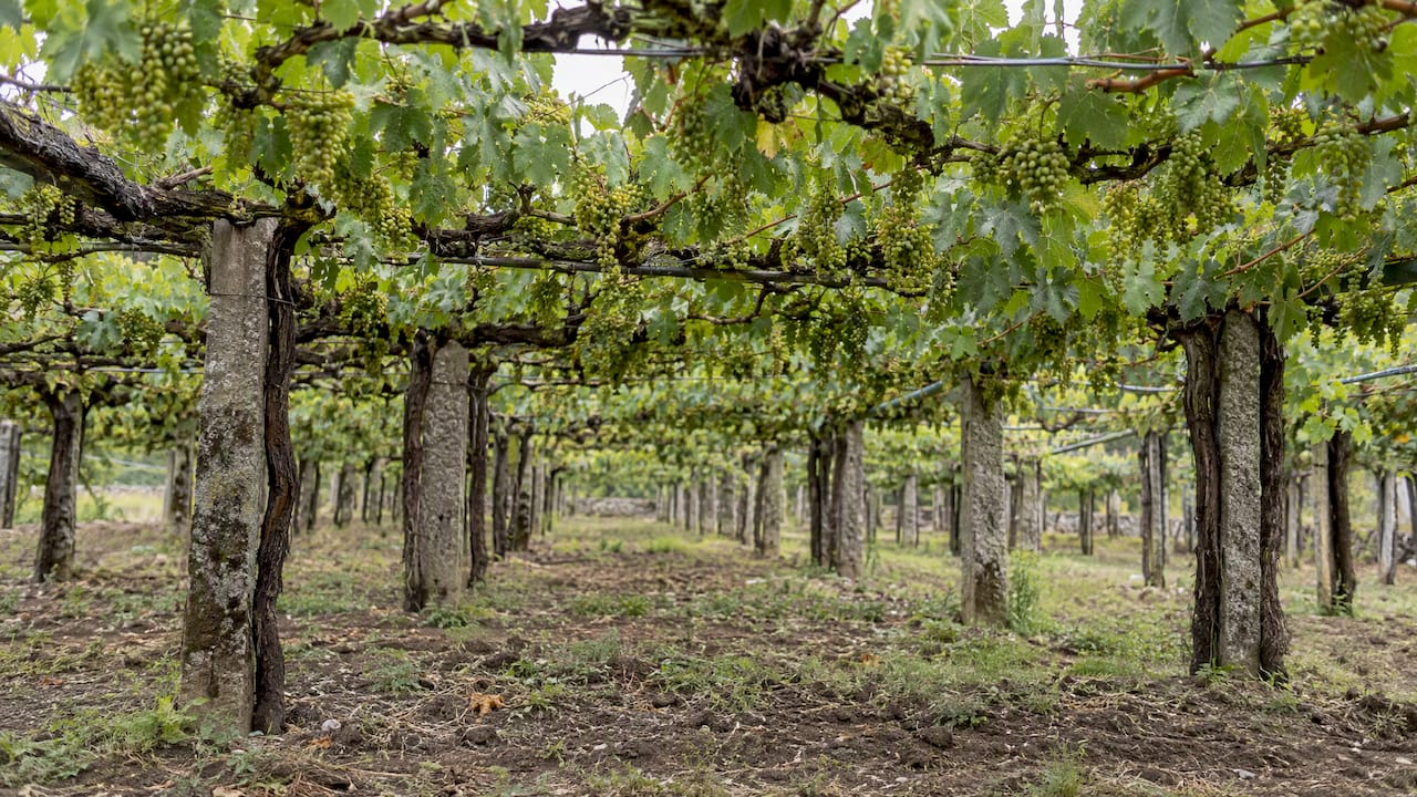 Viñas de albariño cultivadas en espaldera